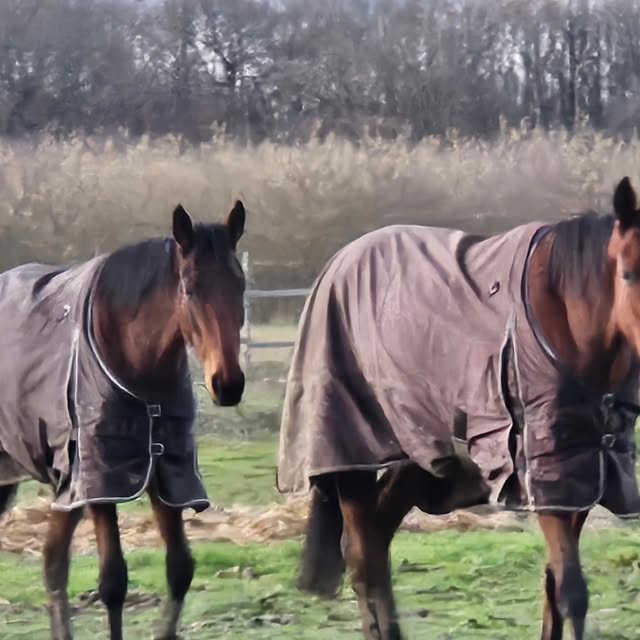 Ambiance à l'Écurie de Toumoustin
