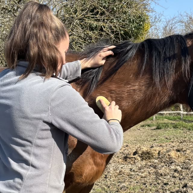 Les chevaux au quotidien