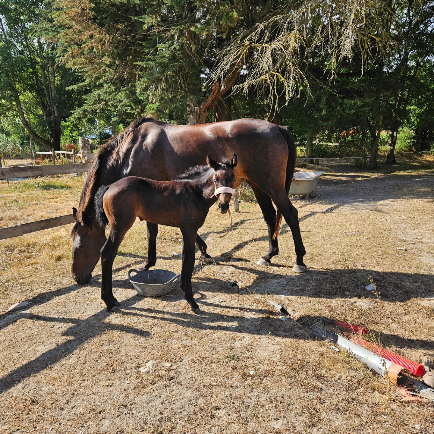 Travail du cheval — Écurie de Toumoustin